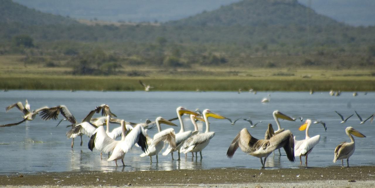 Jacaranda Lake Elementaita Lodge Gilgil Exterior photo